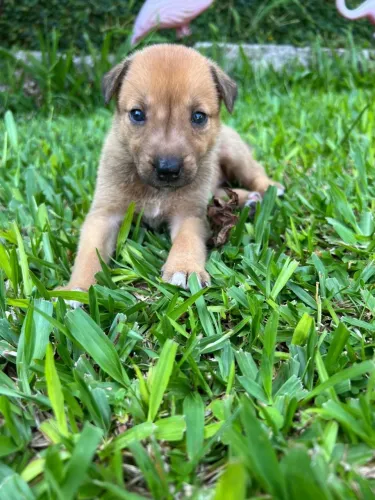 Malinois X Border Collie