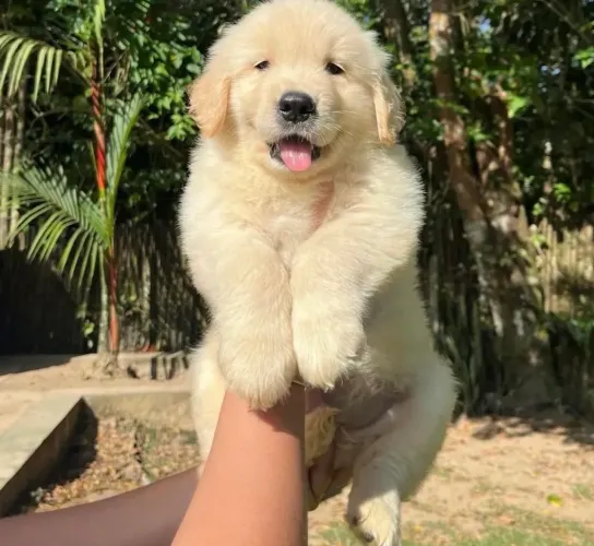 Golden Retriever Filhotes Encantadores