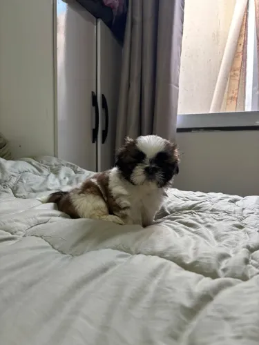 Macho 