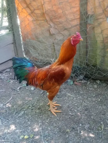 Galo