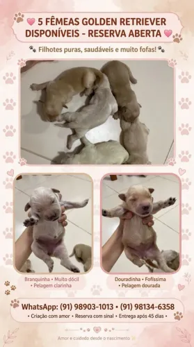 Estou vendendo filhotes de Golden retriever macho e fêmea