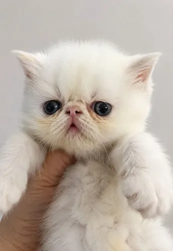 Gatinha persa filhote 