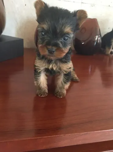 Yorkshire Terrier - filhotinhos com pedigree e dose da vacina importada