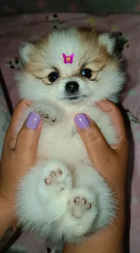 Spitz Alemão Fêmea Lulu da Pomerânia 