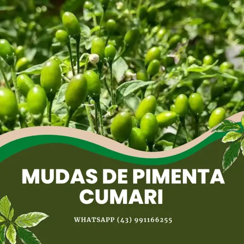 Mudas de pimenta Cumari verdadeira 