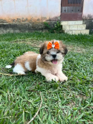 Filhote de shih tzu.
