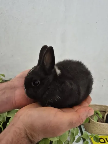 Mini Coelhos Netherland