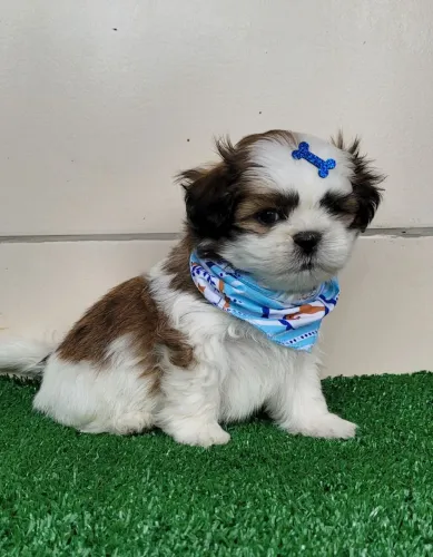 MACHINHOS SHIH-TZU!! CANIL REGISTRADO 