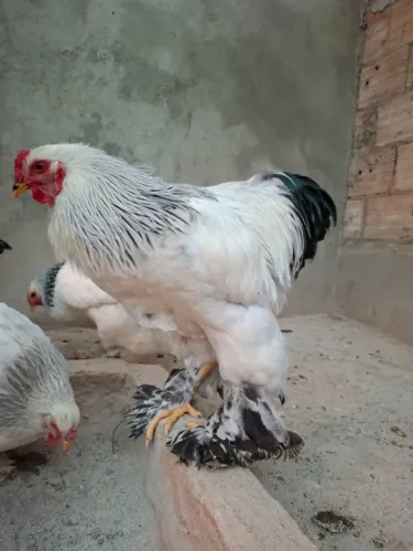 Ovos de Galinha Brahma