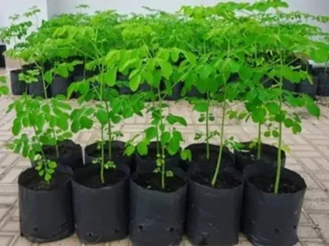 muda de moringa