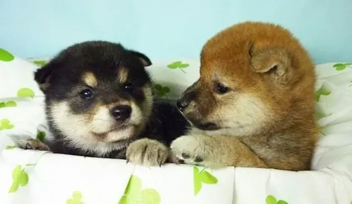 Shiba inu Machos e Femeas