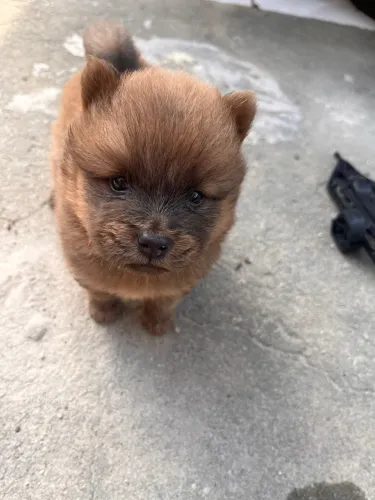 Vendo filhotes de chow-chow