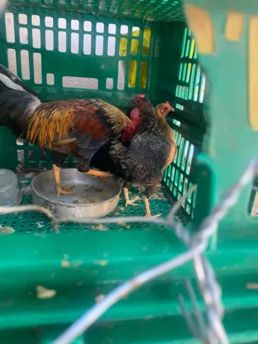 Galo e galinha galizé