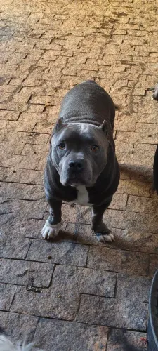 American bully puros - filhotes baratos