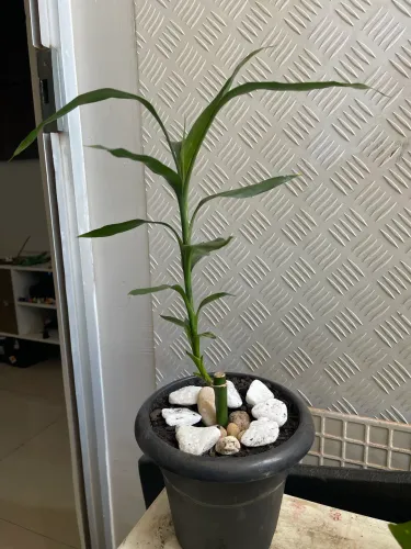 Planta Bambu da Sorte