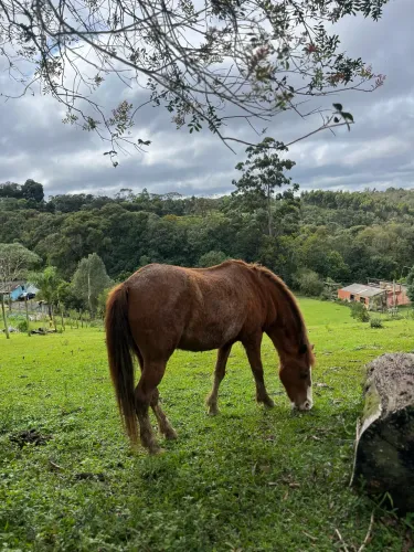 Égua com cela