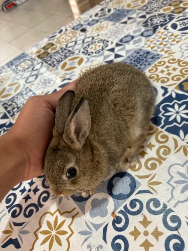Coelho mini Nertland filhote 