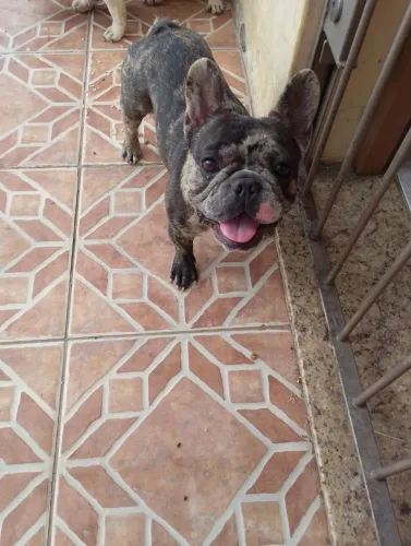 Bulldog francês macho