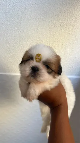 Shih tzu macho 