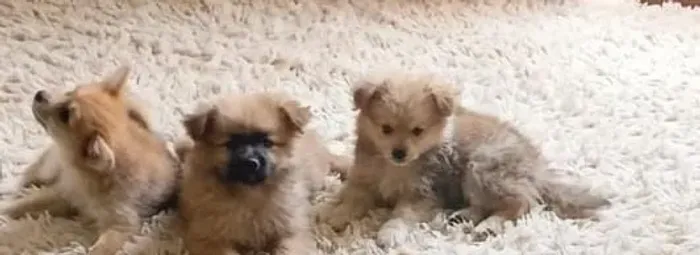 Spitz Alemão (lulu da Pomerânia)
