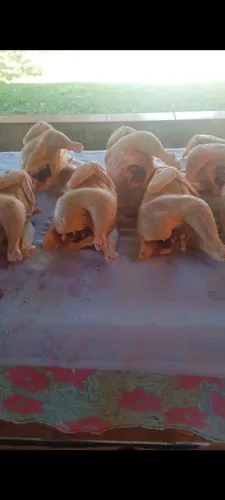 Frango caipira