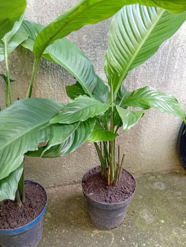 PLANTAS LÍRIOS DA PAZ