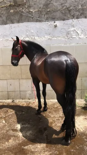Cavalo mangalarga marchador. Manso. Excelente para criança e mulher.