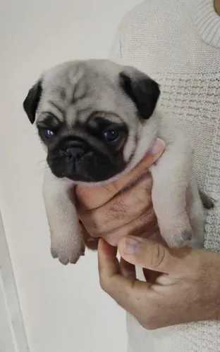 Lindos machos e fêmeas de pug