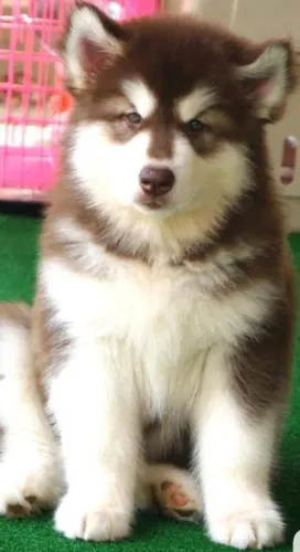 Husky siberiano cheio de energia