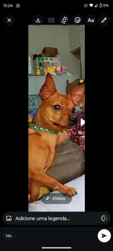 Cachorro