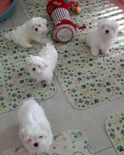 Filhote Maltês, O amigo mais fiel do mundo está pronto para te conhecer!