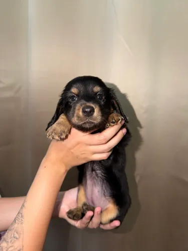 Dachshund pelagem longa á venda 