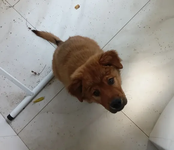 Doação de filhote mestiço de chow chow
