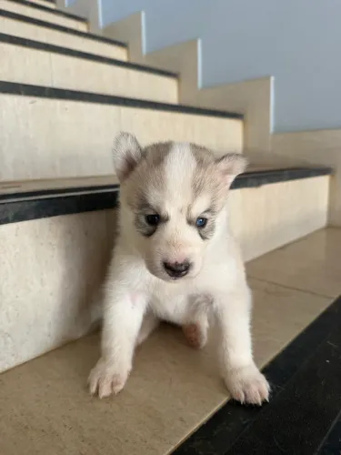 Filhotes de Husky Siberiano