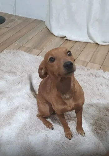 Pinscher Marrom Dócil