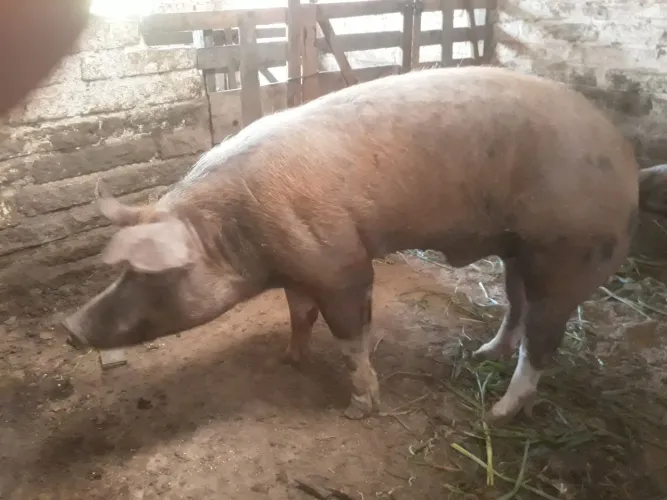 Cachaço 