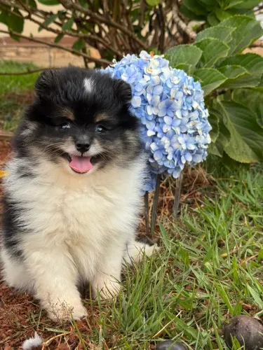 Lulu da Pomerania Anão