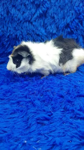 Lindo porquinho da índia