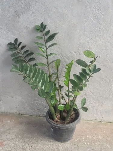 Planta zamioculca