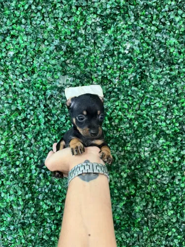 Pinscher 00
