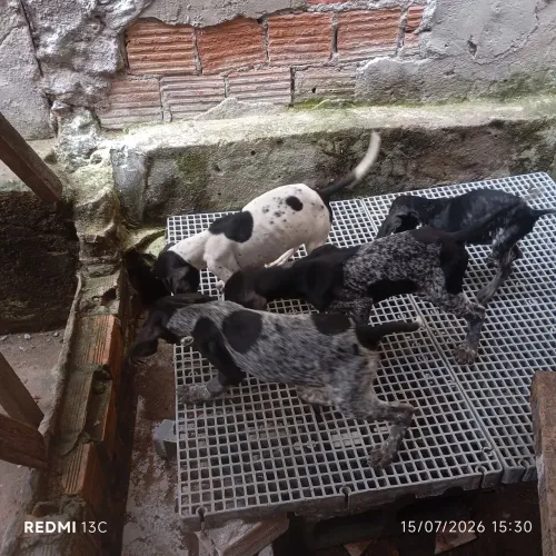 Filhotes de cachorros perdigueiros, ótima linhagem