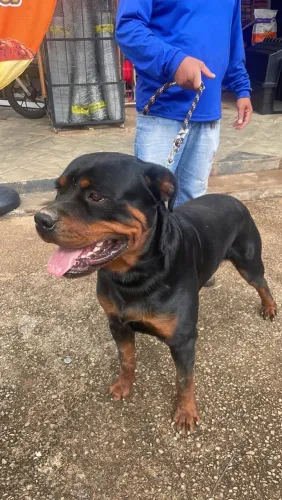 Vende-se filhote de rottweiler ?
