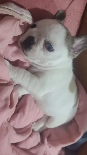 Buldogue francês 