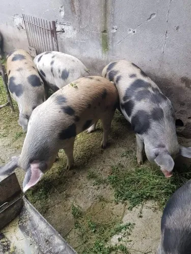 Vendo porco da roça