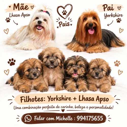 Filhotes de Lasha Apso + Yorkshire