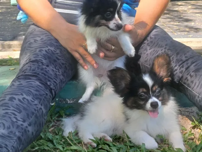 Venda de filhotes de Spaniel Anão Continental (Papillon)