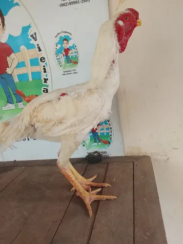 Índio gigante