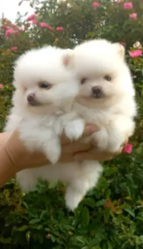 Mini Lulu/Spitz Alemão com documentação Pedigree CBKC