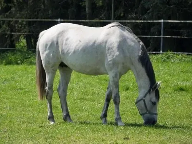 Estou doando cavalo