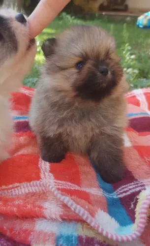 Lulu da pomerânia fêmea ( Spitz alemão )